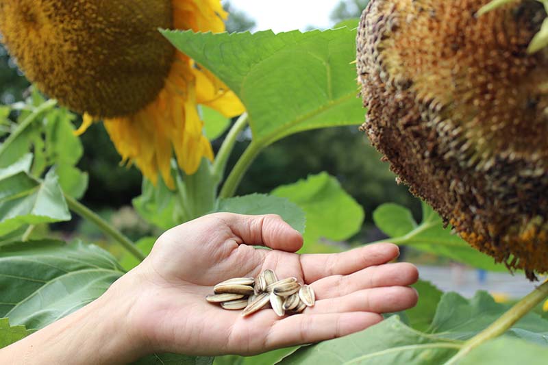 How to Get Sunflower Seeds from Flower