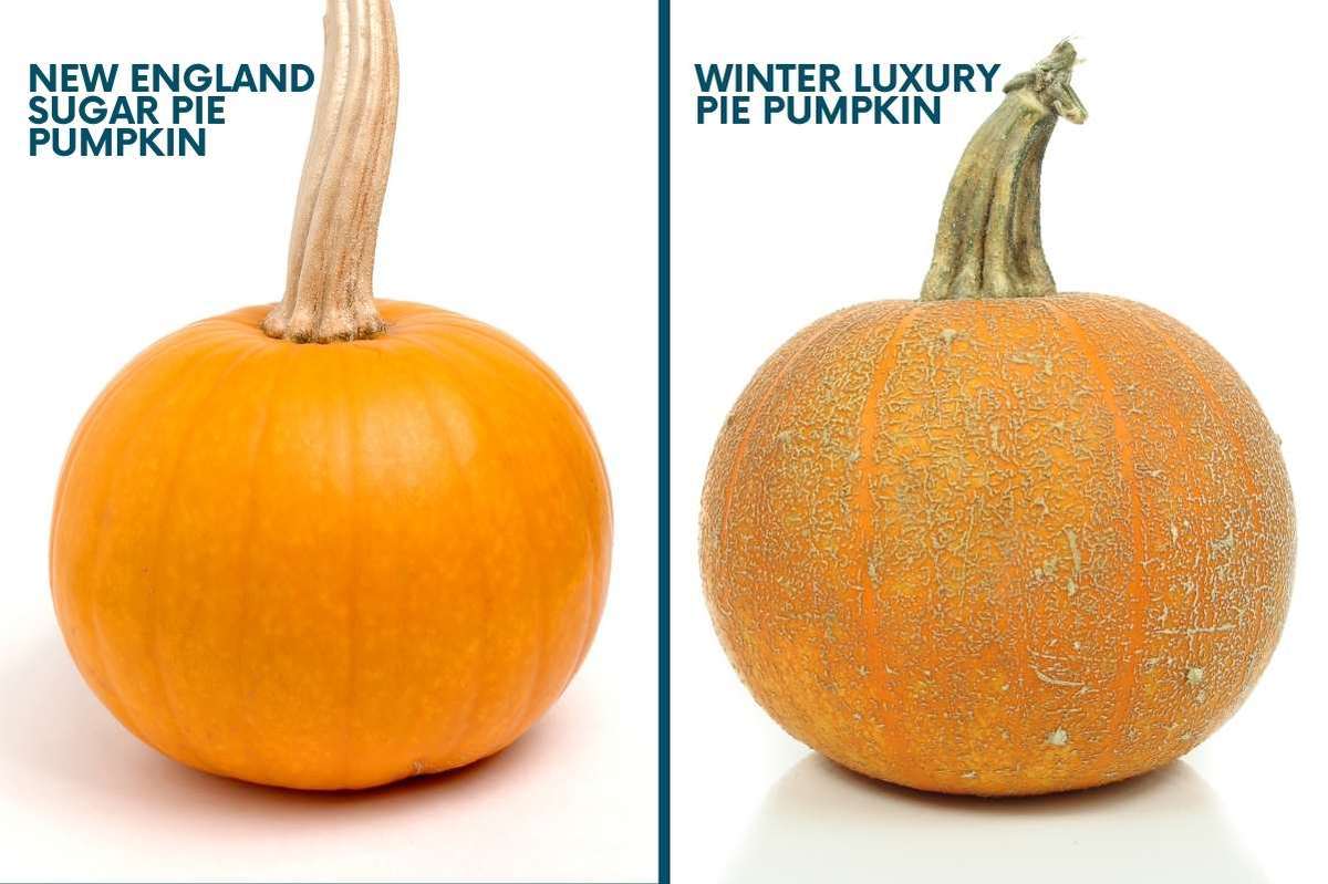 Pie Pumpkin vs Regular Pumpkin