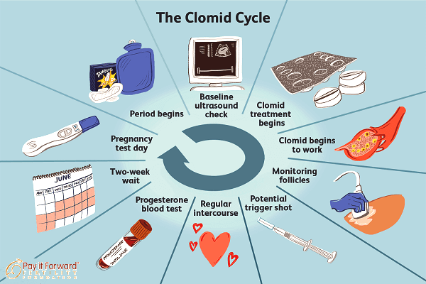 How Long Does Clomid Stay in Your System