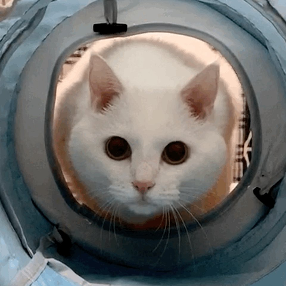ボブサップは筋金入りの猫好き？野獣が愛猫に見せる素顔と現在