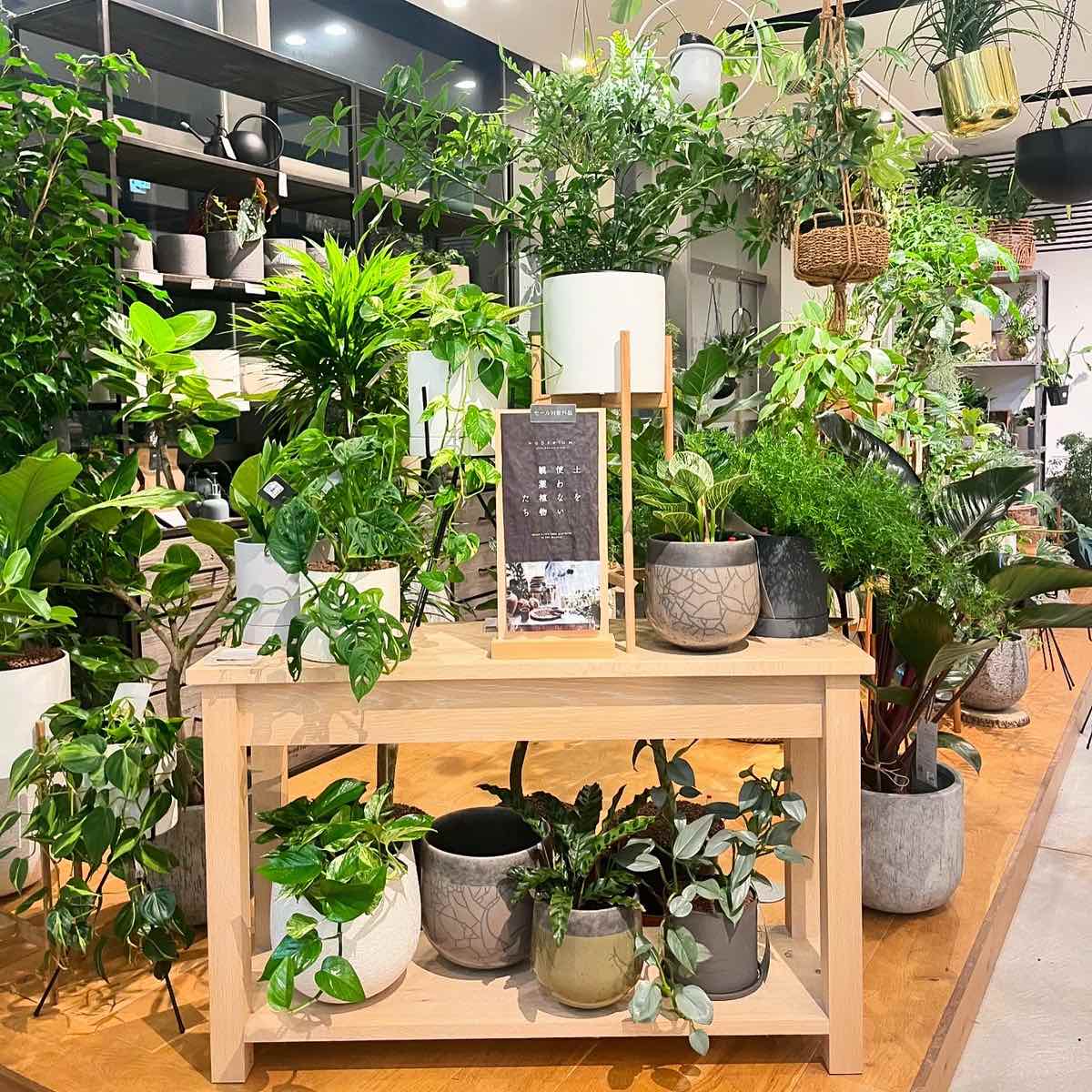 土を使わない観葉植物！プロが教えるコバエ・汚れ知らずの育て方完全版