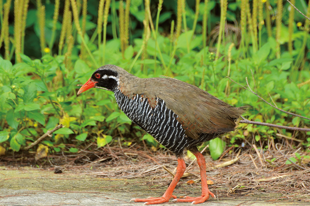 ヤンバルクイナとは？飛べない理由と絶滅危機の真相【2026最新】