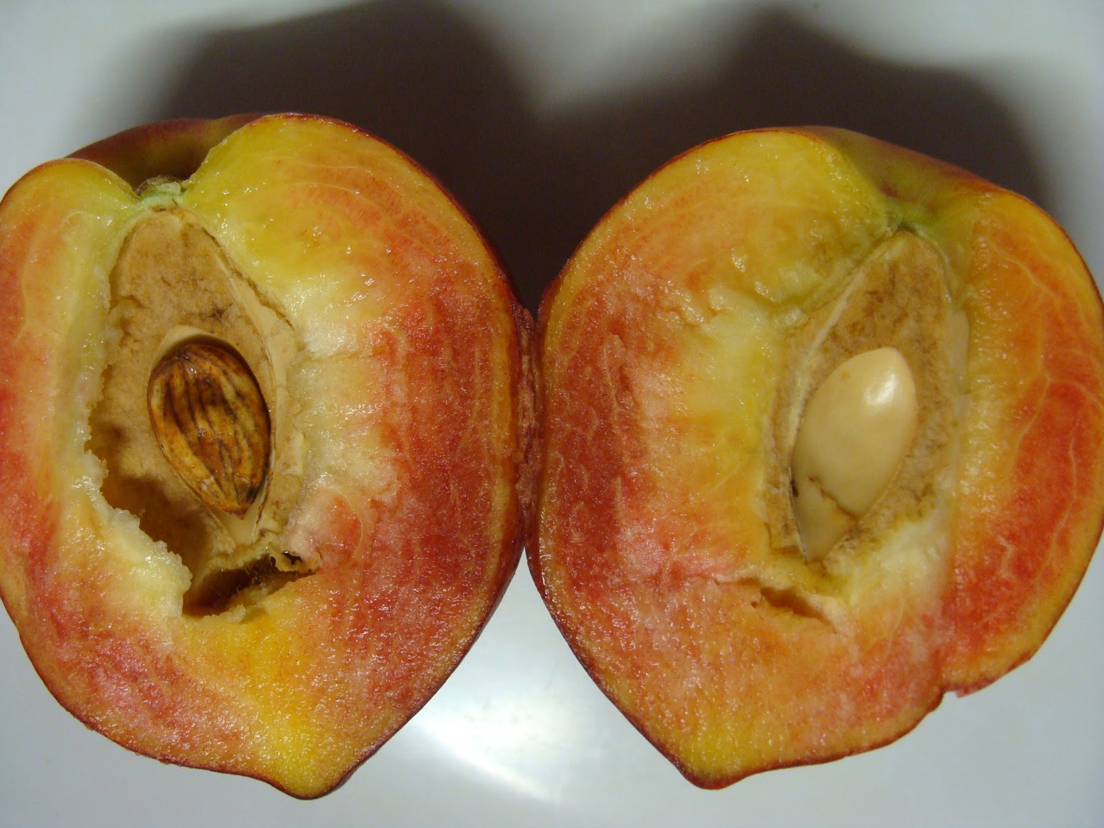 Is a Peach Pit Poisonous