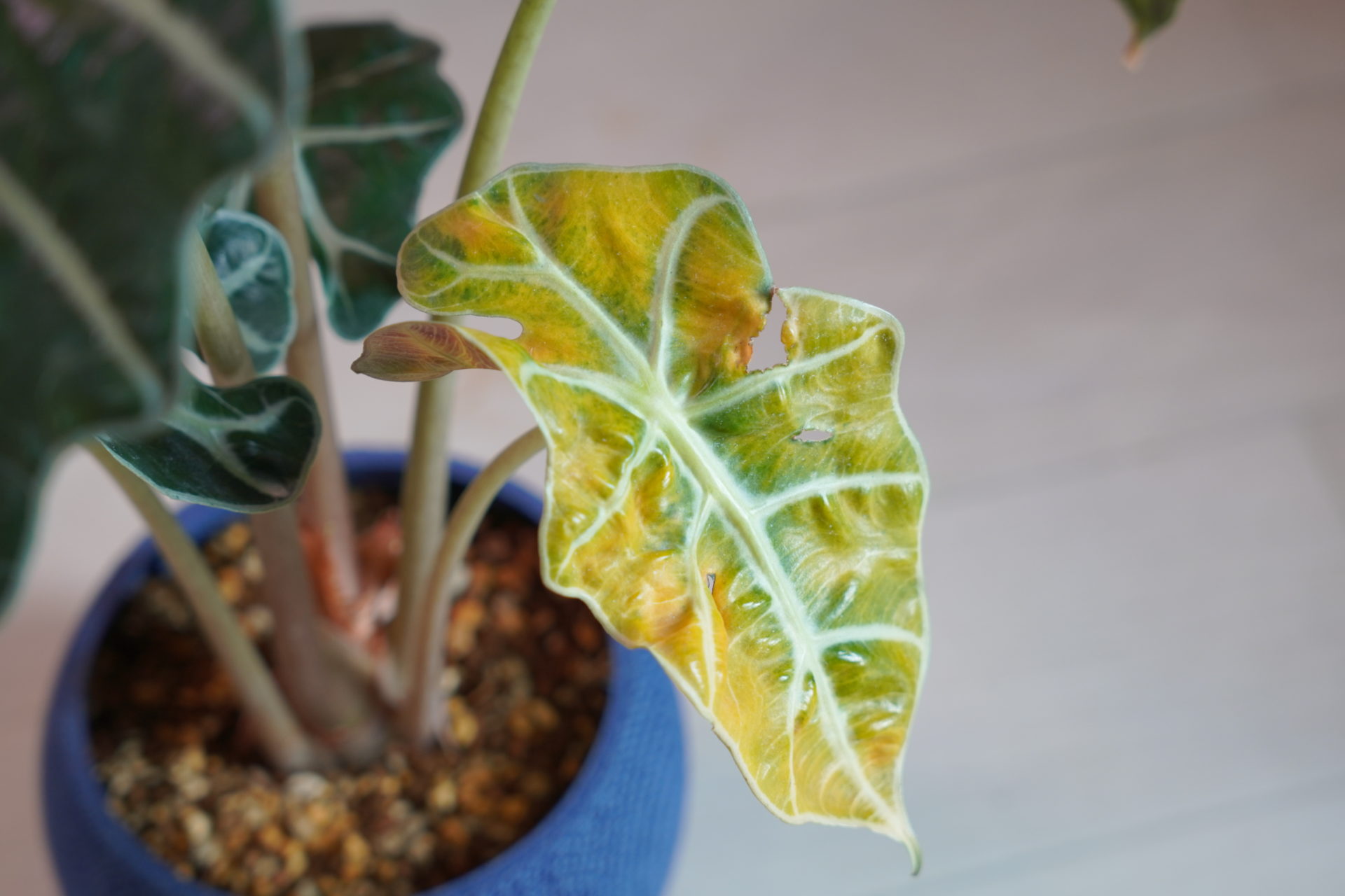 観葉植物の葉が黄色くなる原因と復活法！プロが暴く根腐れのサイン