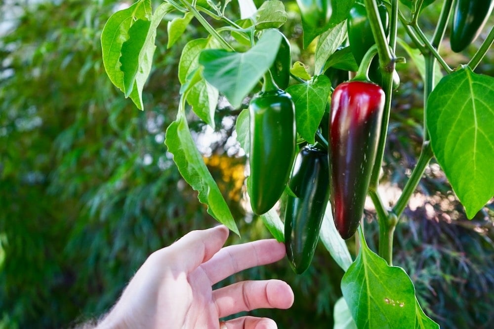 How Long Do Jalapenos Last After Picking