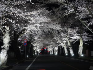 【熱愛】 夜 の 森 桜 並木 最新写真集＆動画まとめ #970