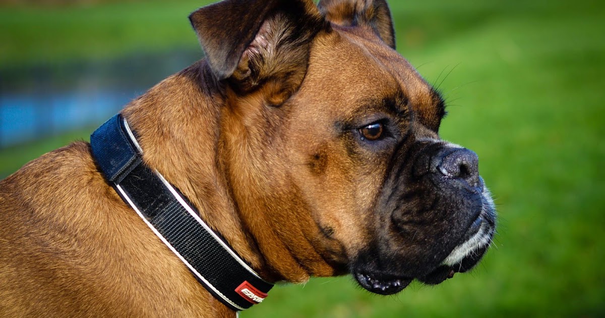 T Rex the Boxer