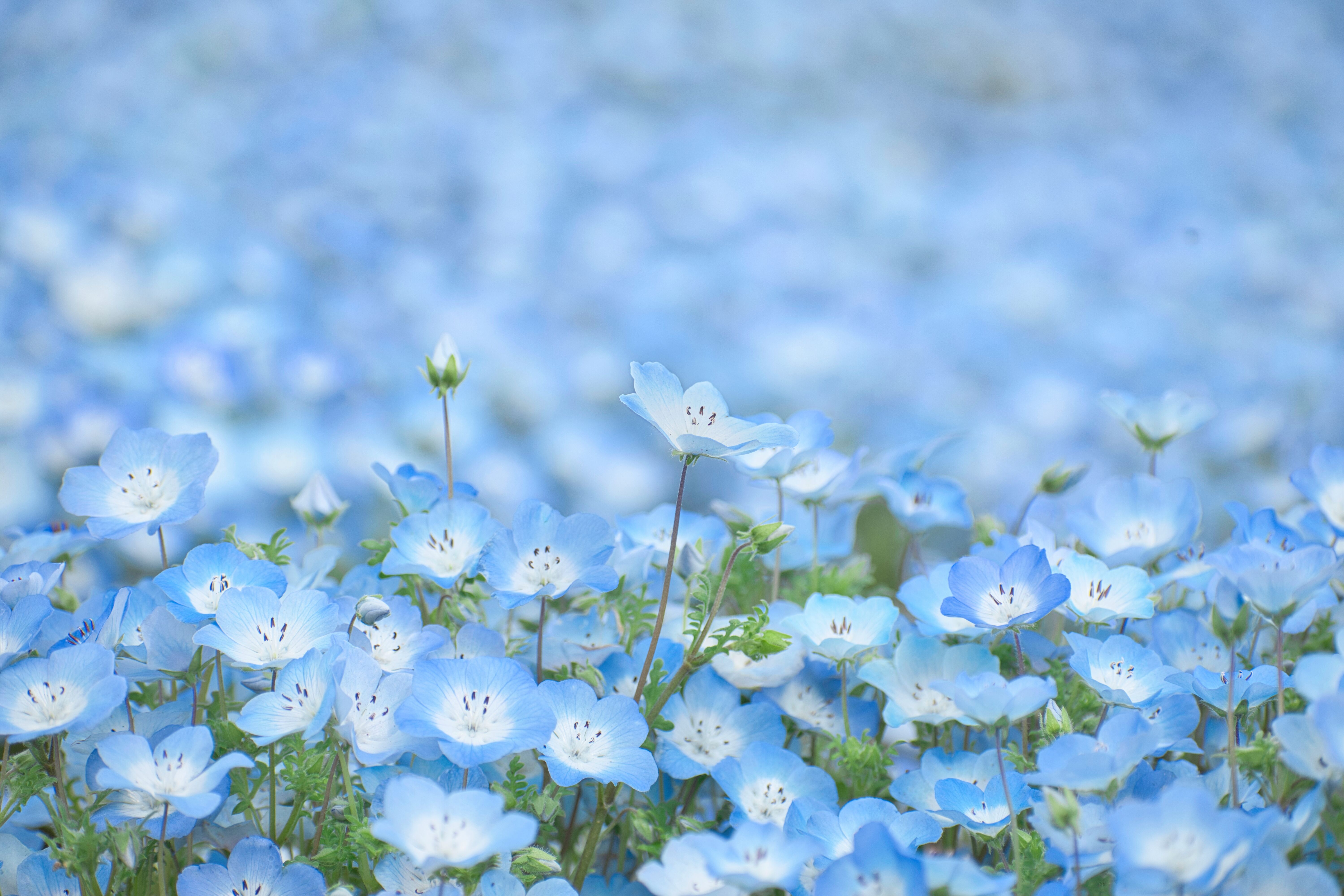 ネモフィラの花言葉は怖い？「あなたを許す」の真実と色別の意味を解説