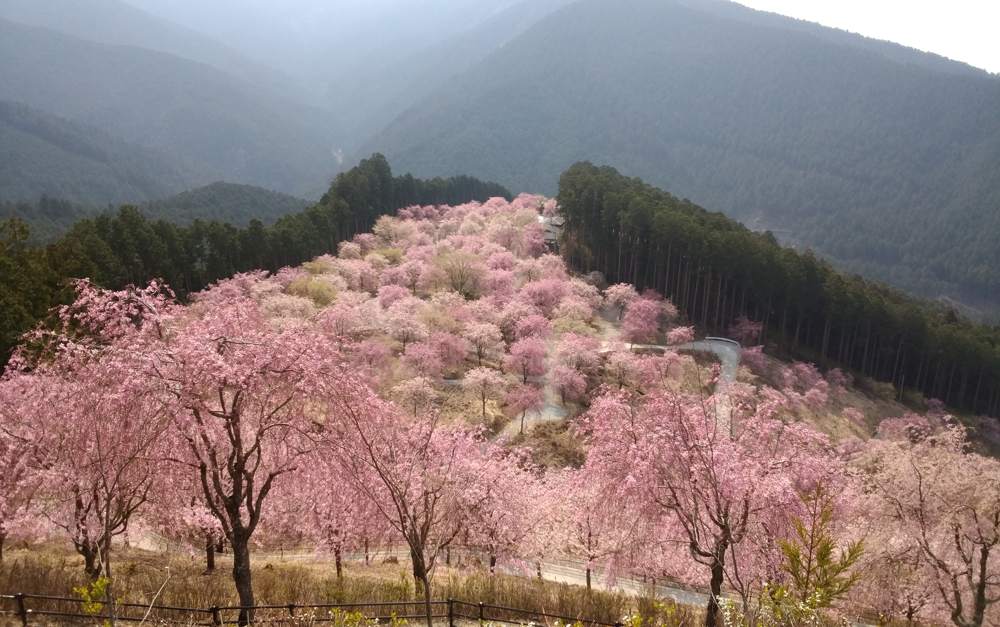 高見の郷2026｜千本のしだれ桜！見頃と混雑回避の決定打を徹底解説