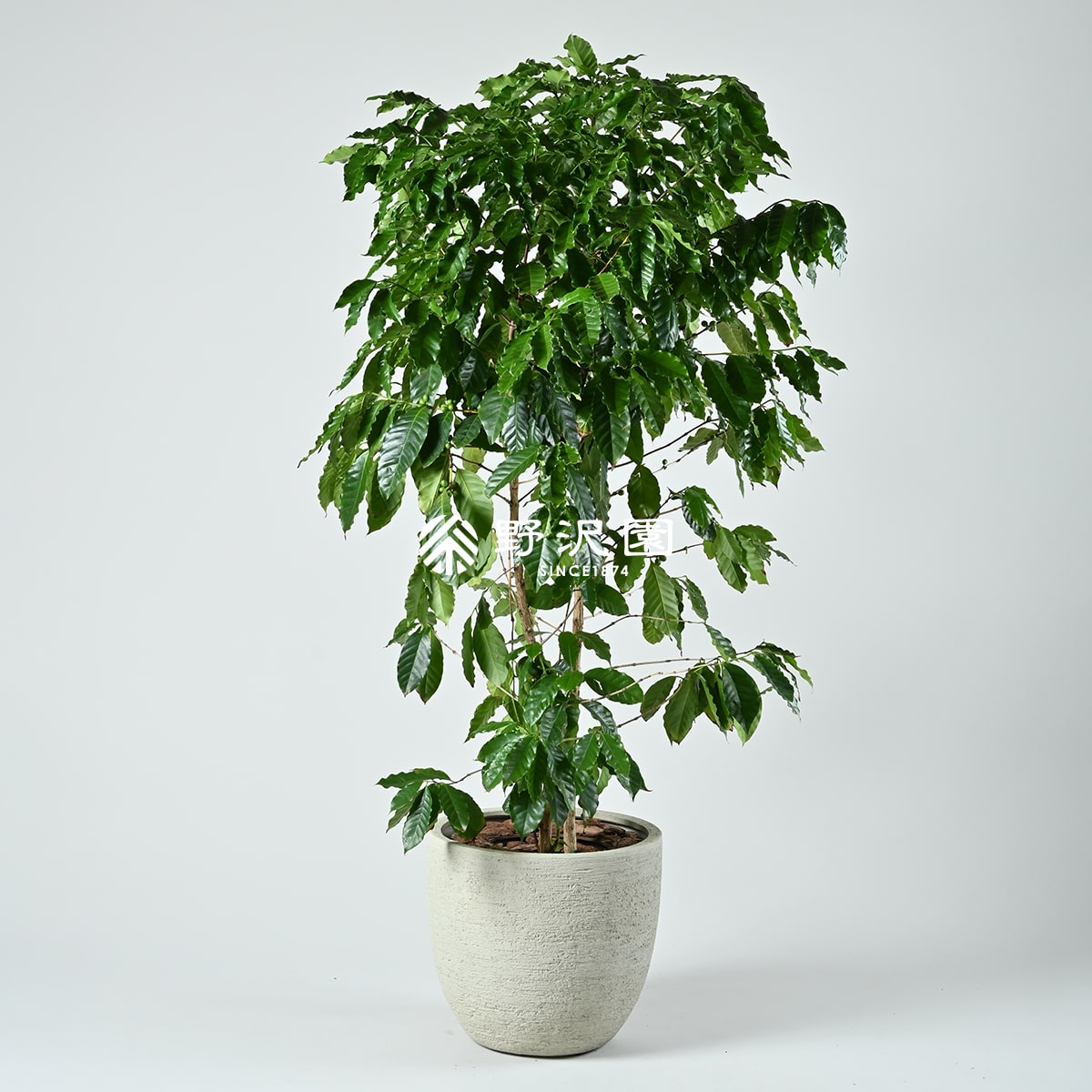 なぜ枯れる？観葉植物コーヒーの木を室内で実らせる育て方と冬越しの秘訣