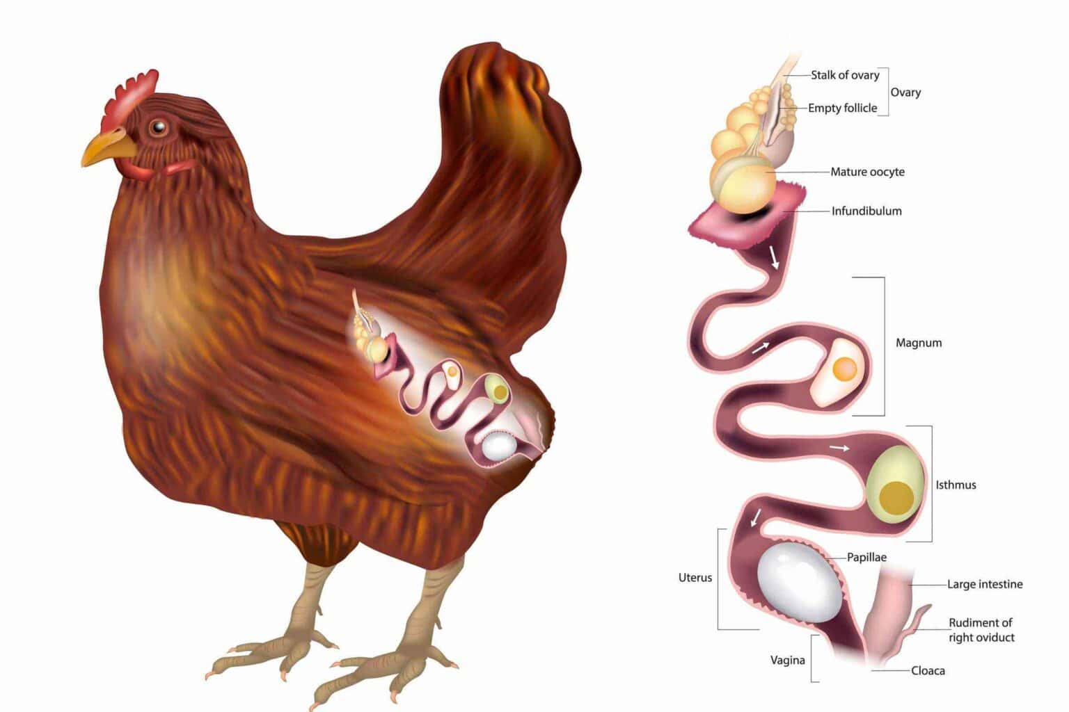 Where Do Eggs Come out of a Chicken