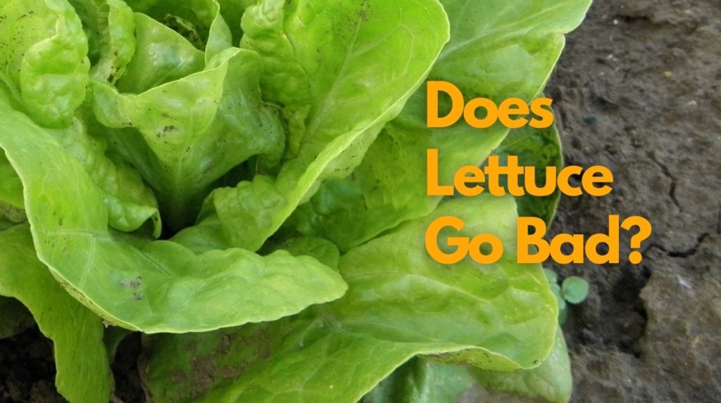 When Does Lettuce Go Bad