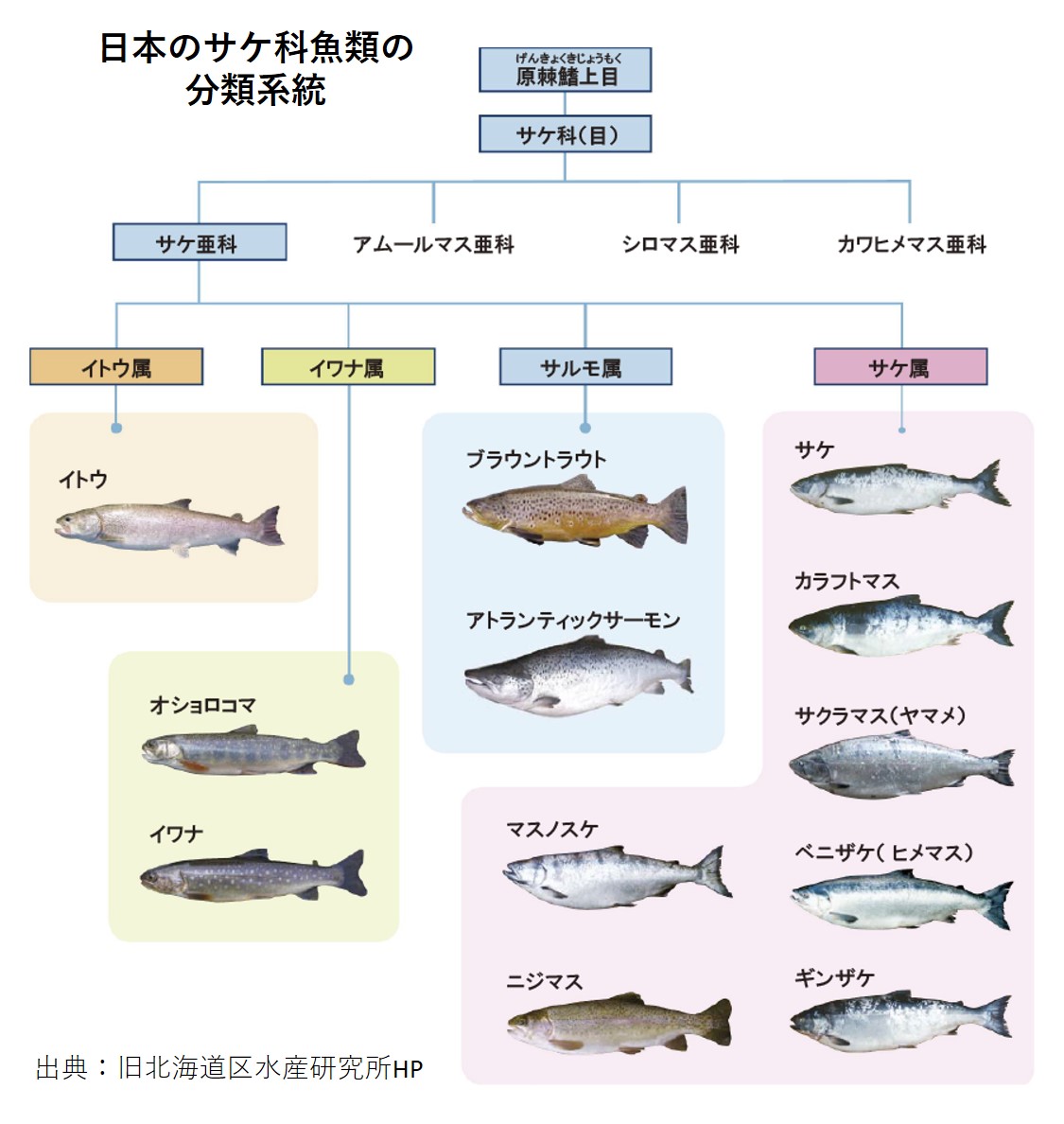 鮭とサーモンの違いとは？なぜ生で食べられるのか決定的な真相を徹底解説