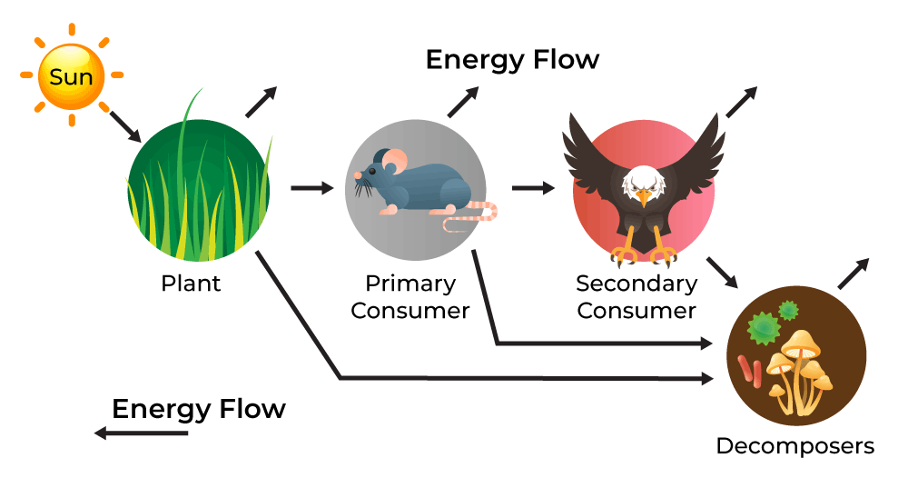 Flow of Energy in an Ecosystem Worksheet
