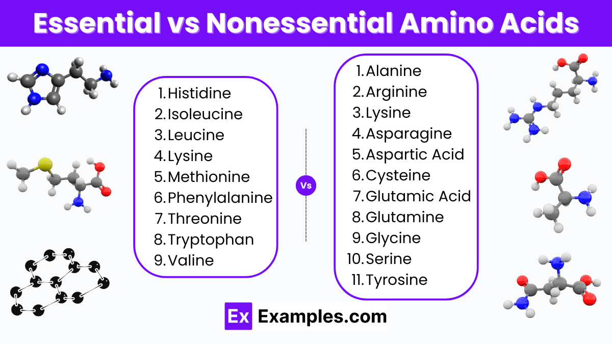 Difference Between Essential and Nonessential Amino Acids