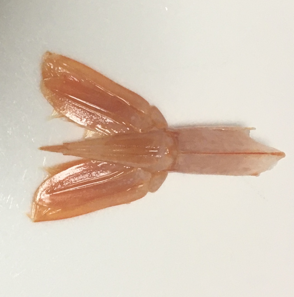 エビの尻尾はゴキブリと同じ成分？衝撃の噂の真相と安全性を徹底解説