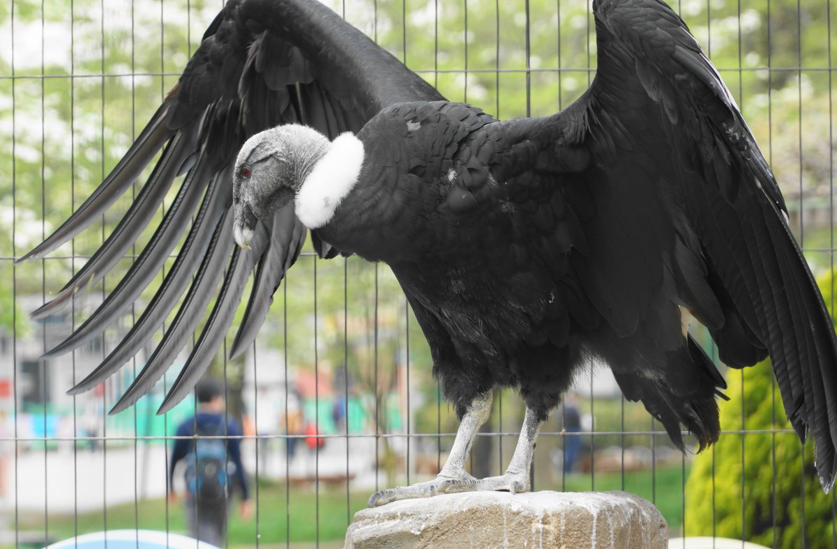世界最大の鳥決定版！ダチョウや飛べる巨鳥・史上最大絶滅種を比較