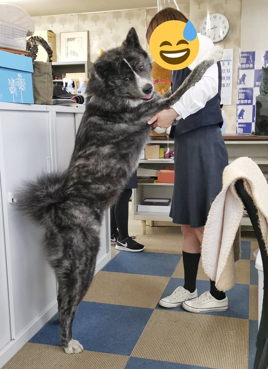 秋田犬はなぜ想像以上にでかいのか？柴犬との圧倒的格差と飼育の現実