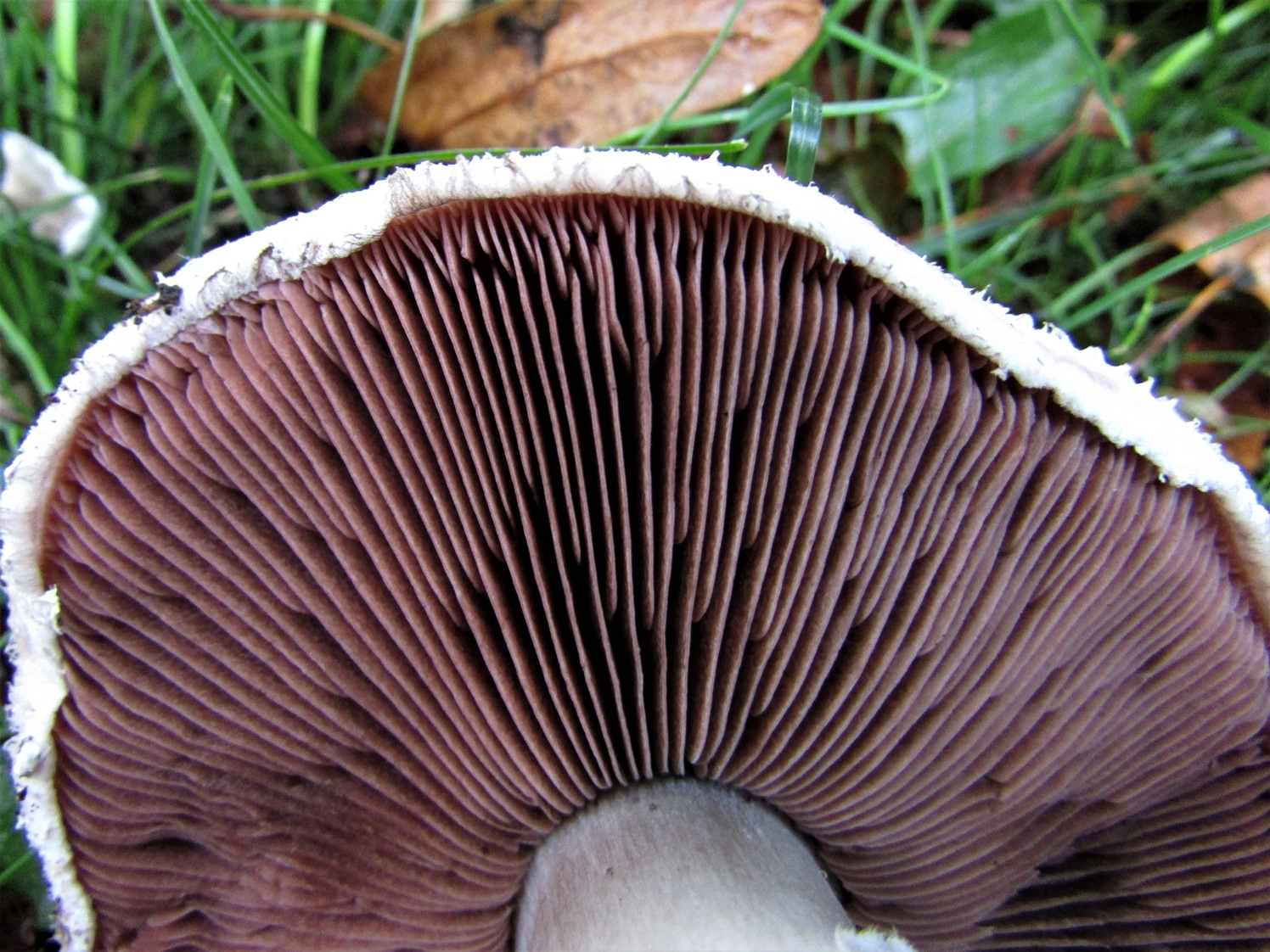 What Are the Gills of a Mushroom