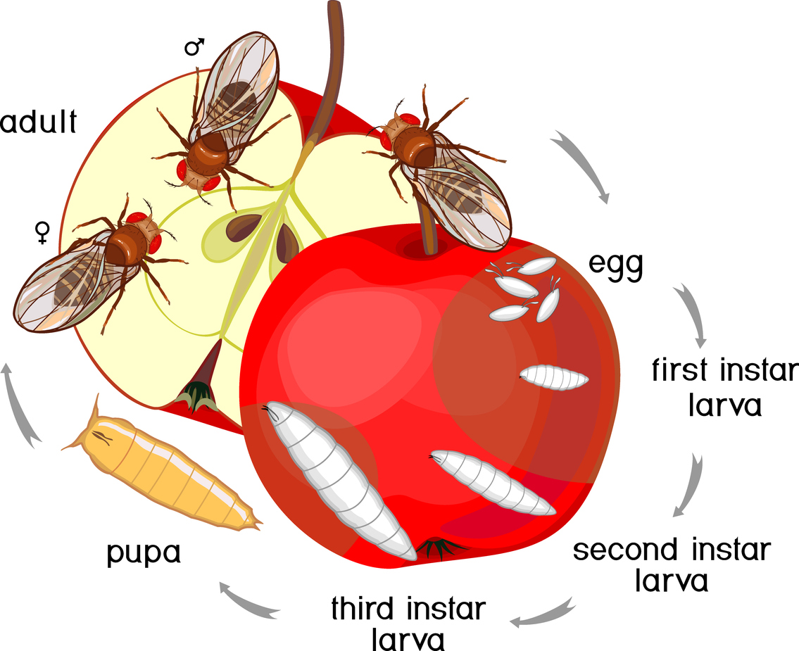 Where Are Fruit Flies Coming From
