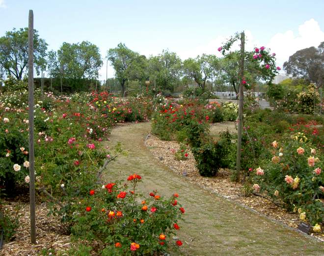 Taylor Street Rock Garden