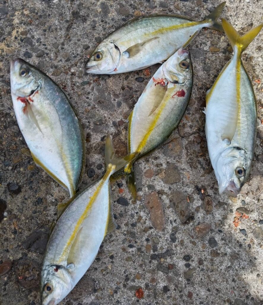 鹿島港魚釣園で青物とヒラメ爆釣！現地記者が暴く最新釣況と仕掛け