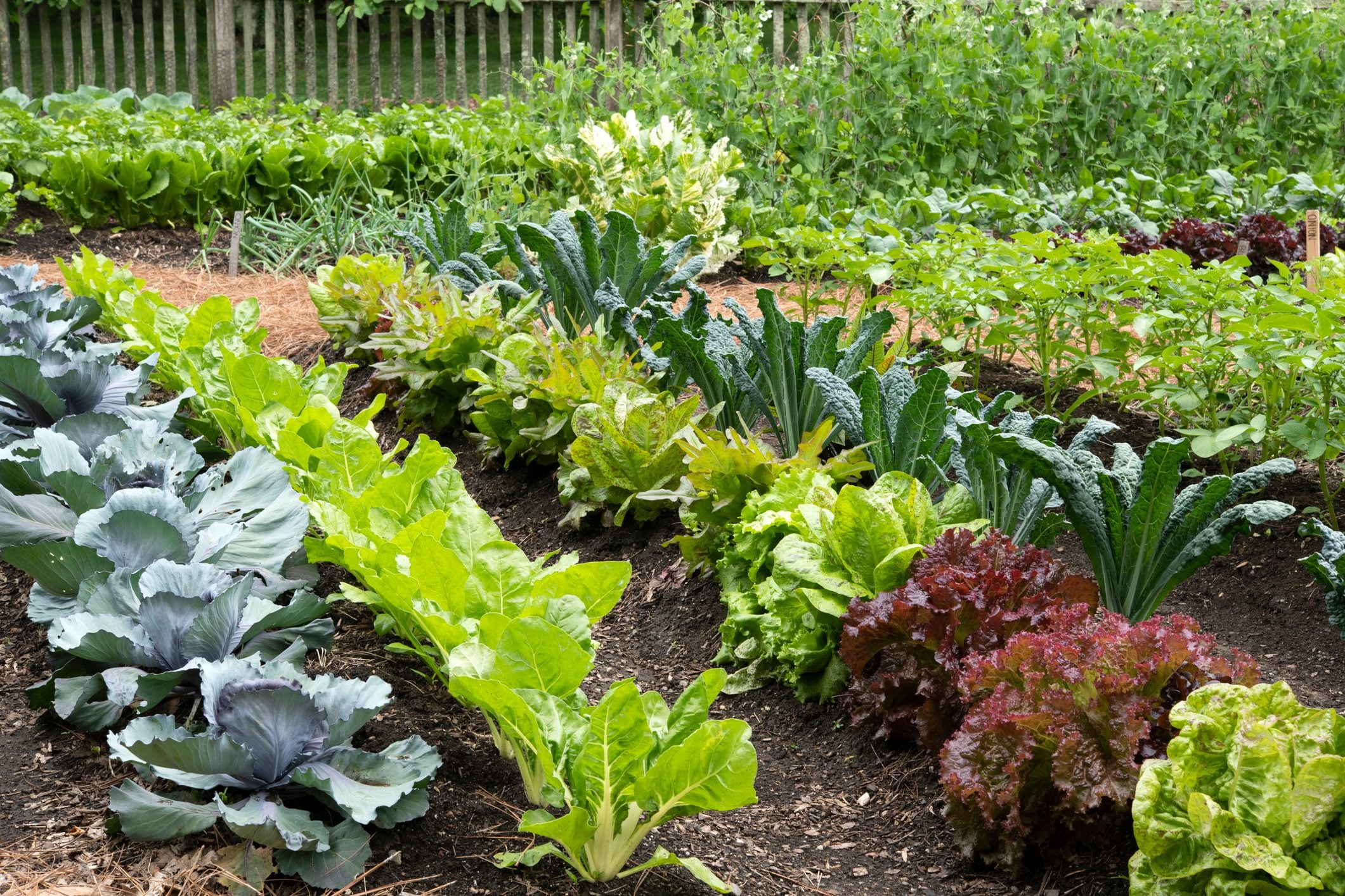 What Are Vegetable Plants in Grow a Garden
