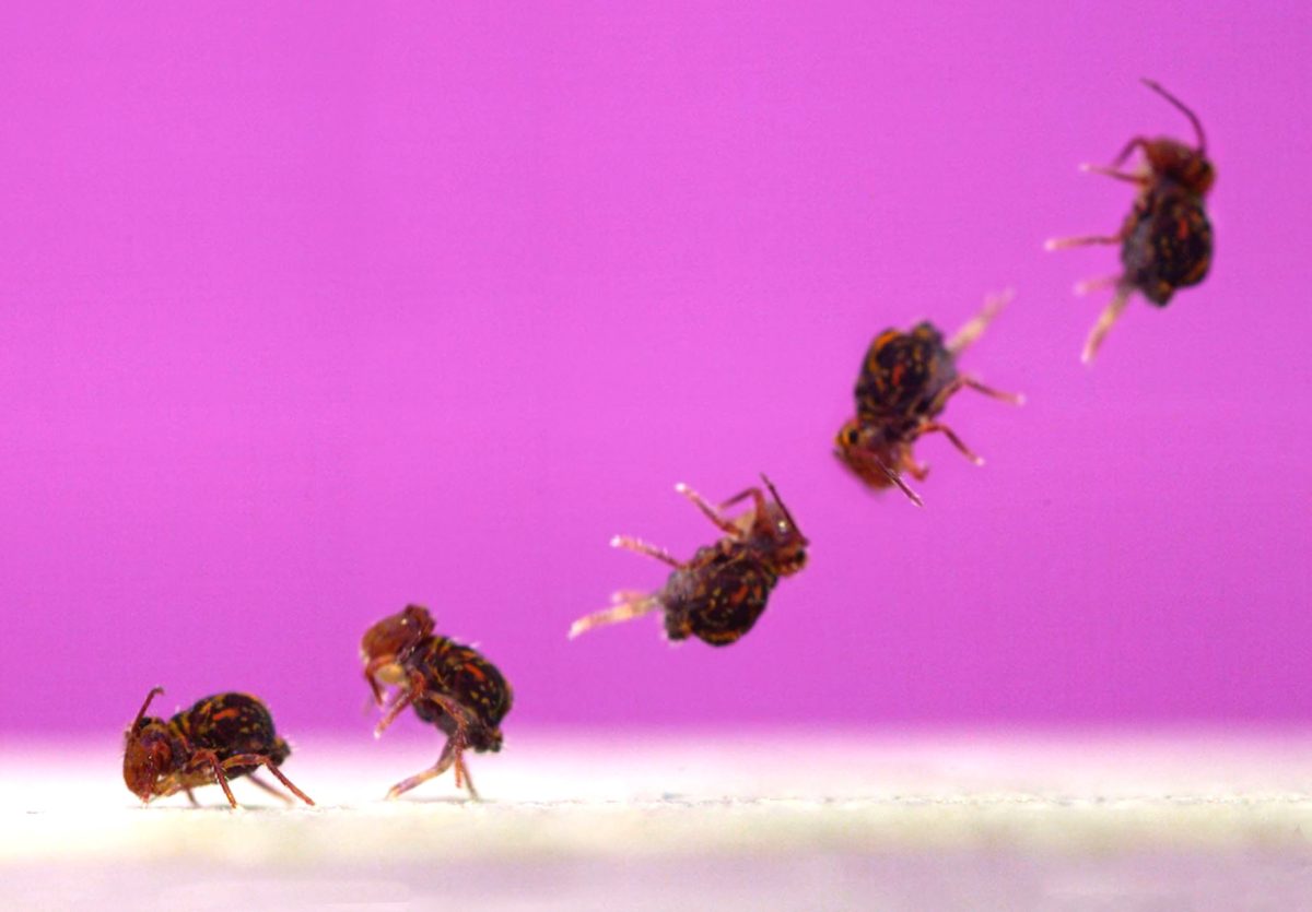 Very Small Insects That Jump