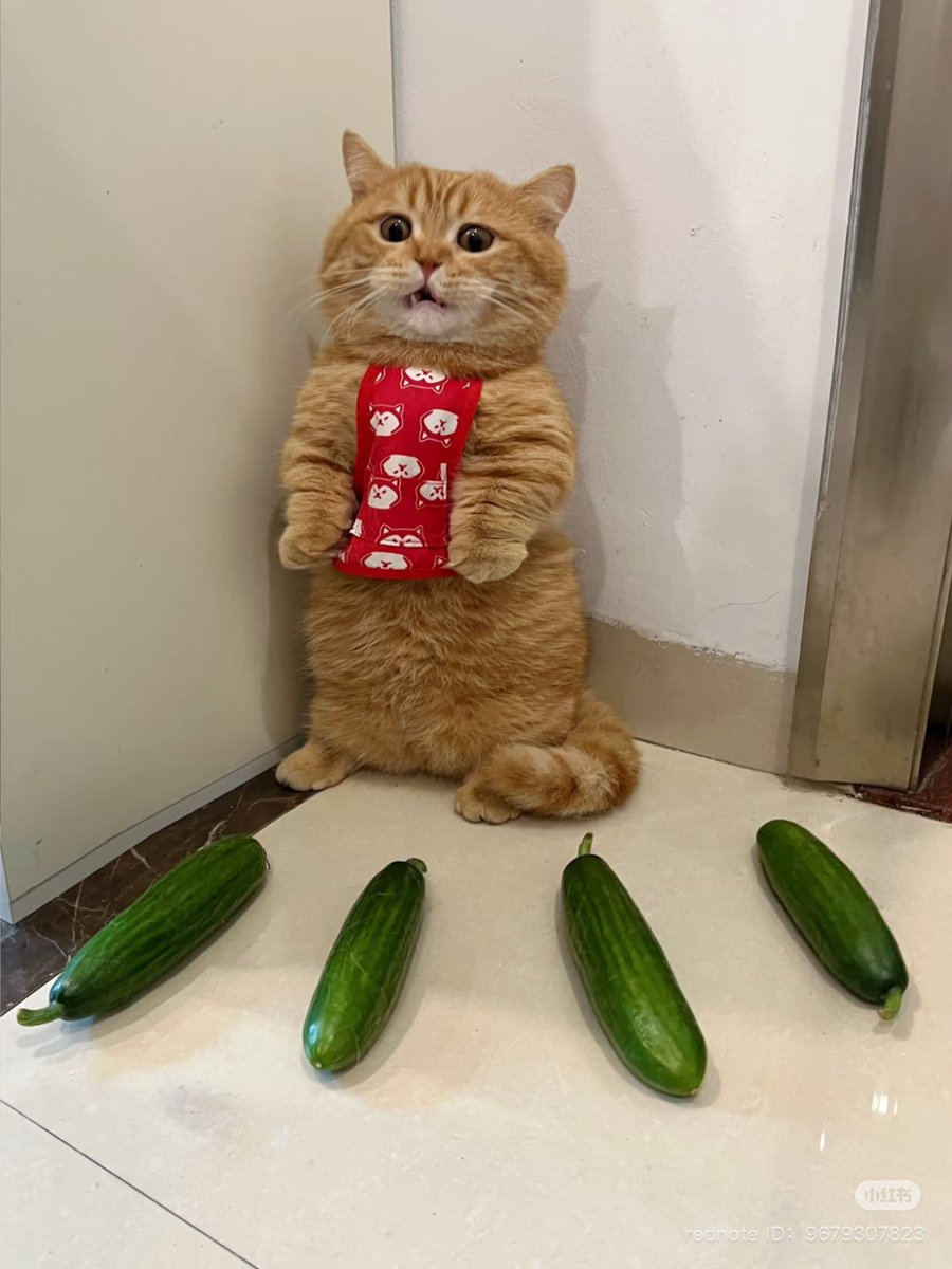 猫がきゅうりで跳ぶ理由は？獣医が警告する危険性と食事の真実