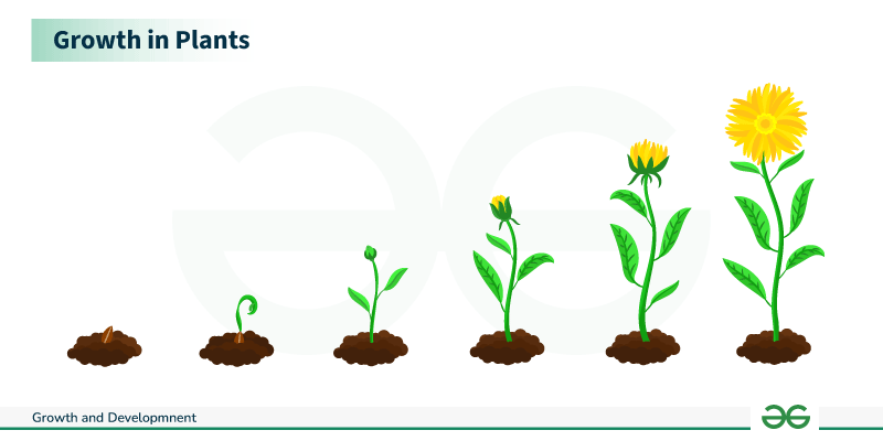 What Is Growth and Development in Biology