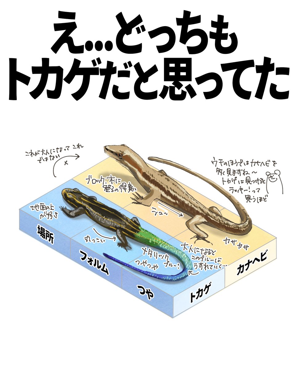 カナヘビとトカゲの違いを徹底比較！見分け方と生態・飼育の真相