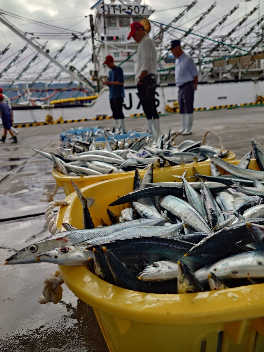 大船渡魚市場は一般人も入れる？絶品海鮮丼とサンマ水揚げの最前線