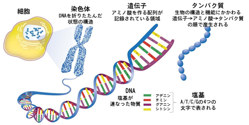 Dnaと遺伝子の違いとは？ゲノムや染色体との関係を例えで完全解説