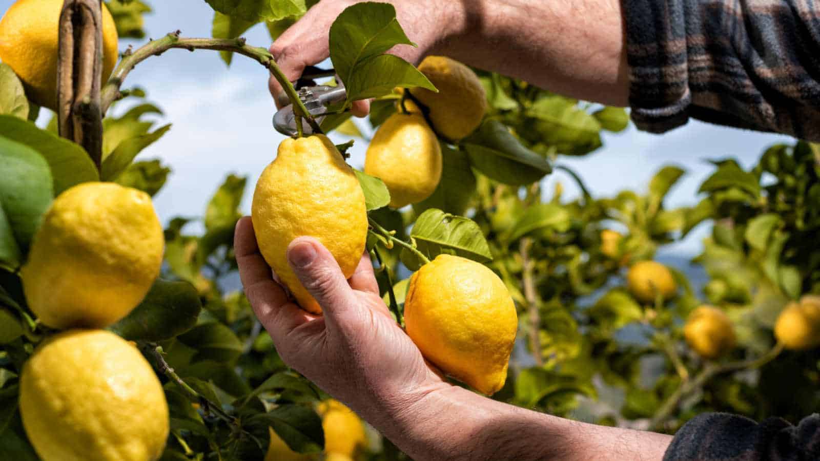 When Should I Pick My Lemons