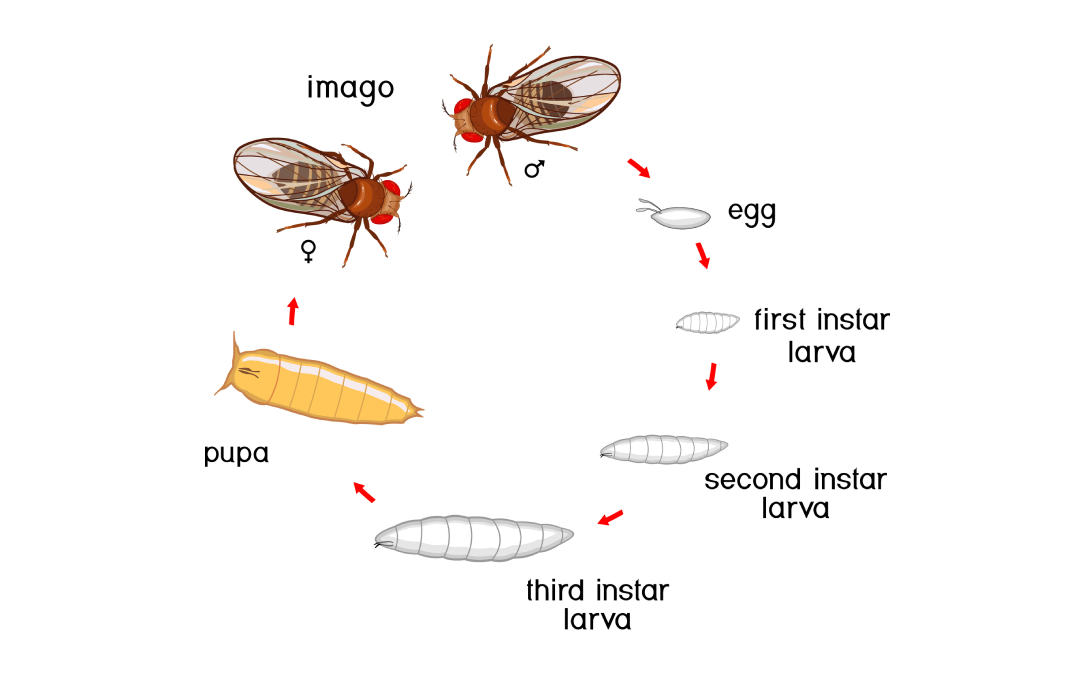How Are Maggots Born