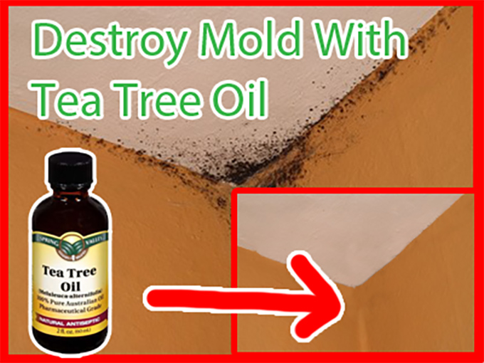 Will Tea Tree Oil Kill Mold