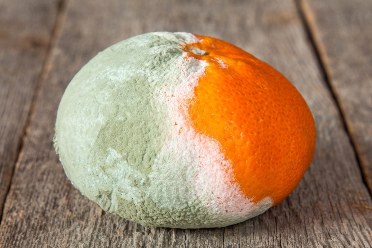 How Can You Tell If an Orange Has Gone Bad