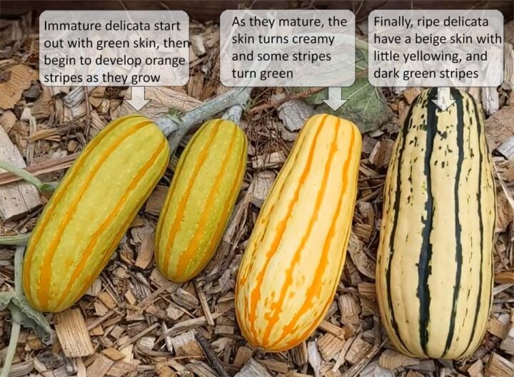 How Do You Know When Squash Is Ripe