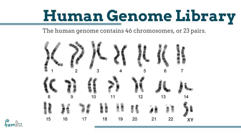 Approximately How Many Genes Do Humans Have