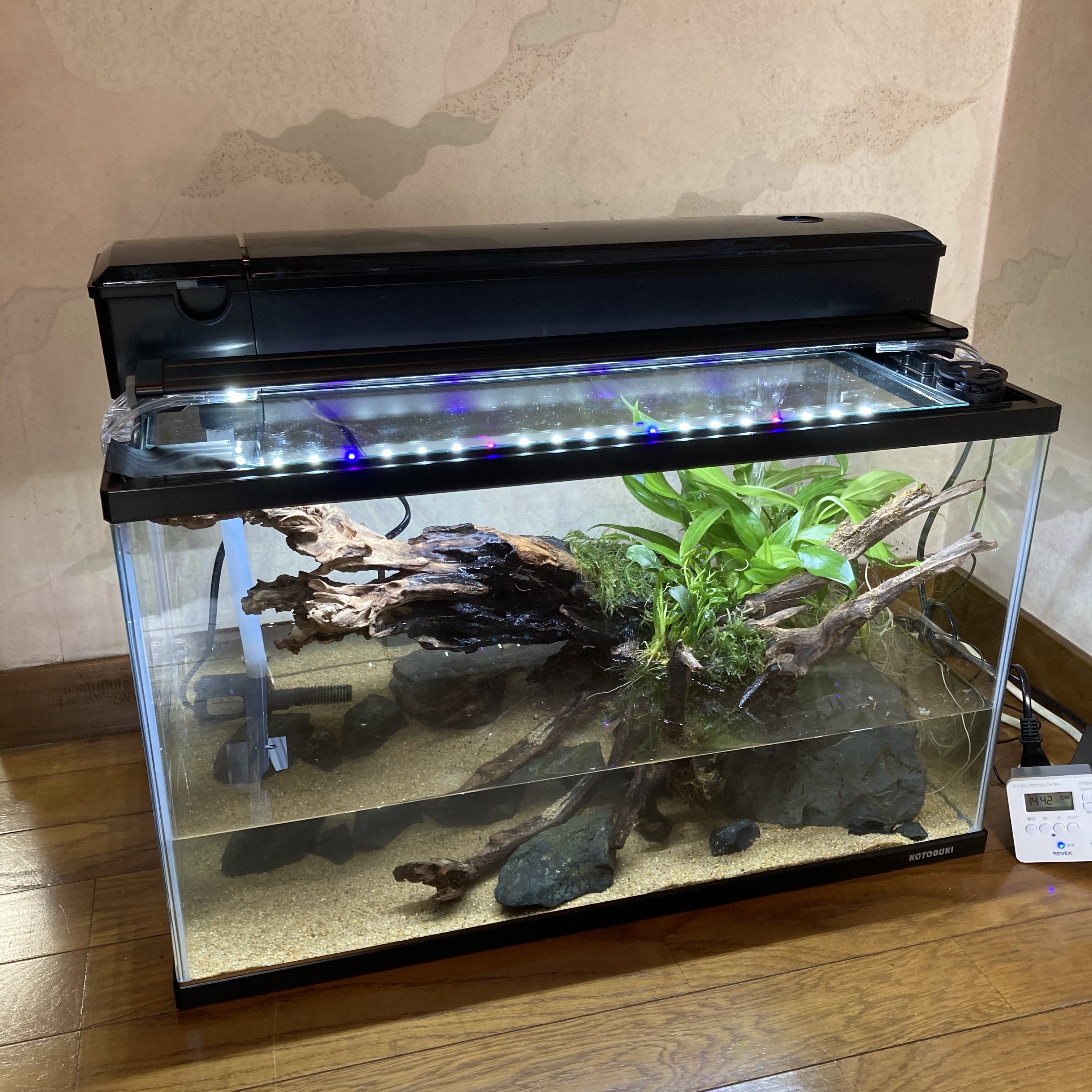 イモリ水槽レイアウト決定版！脱走を防ぐ黄金比とおしゃれな自作術