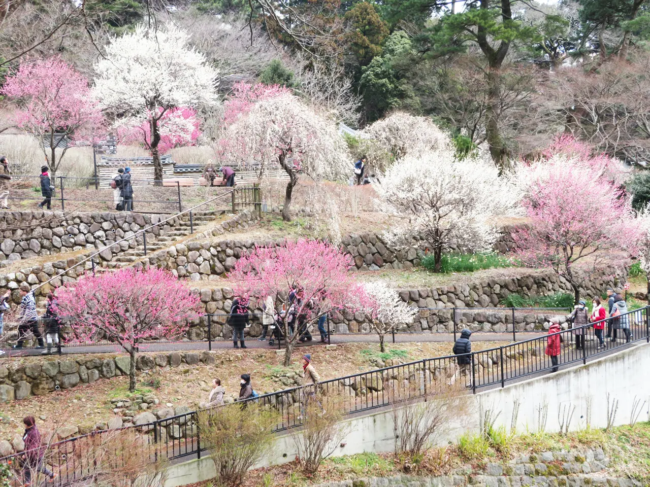 熱海の梅2026最新開花状況と見頃！梅まつり見どころ＆混雑回避術