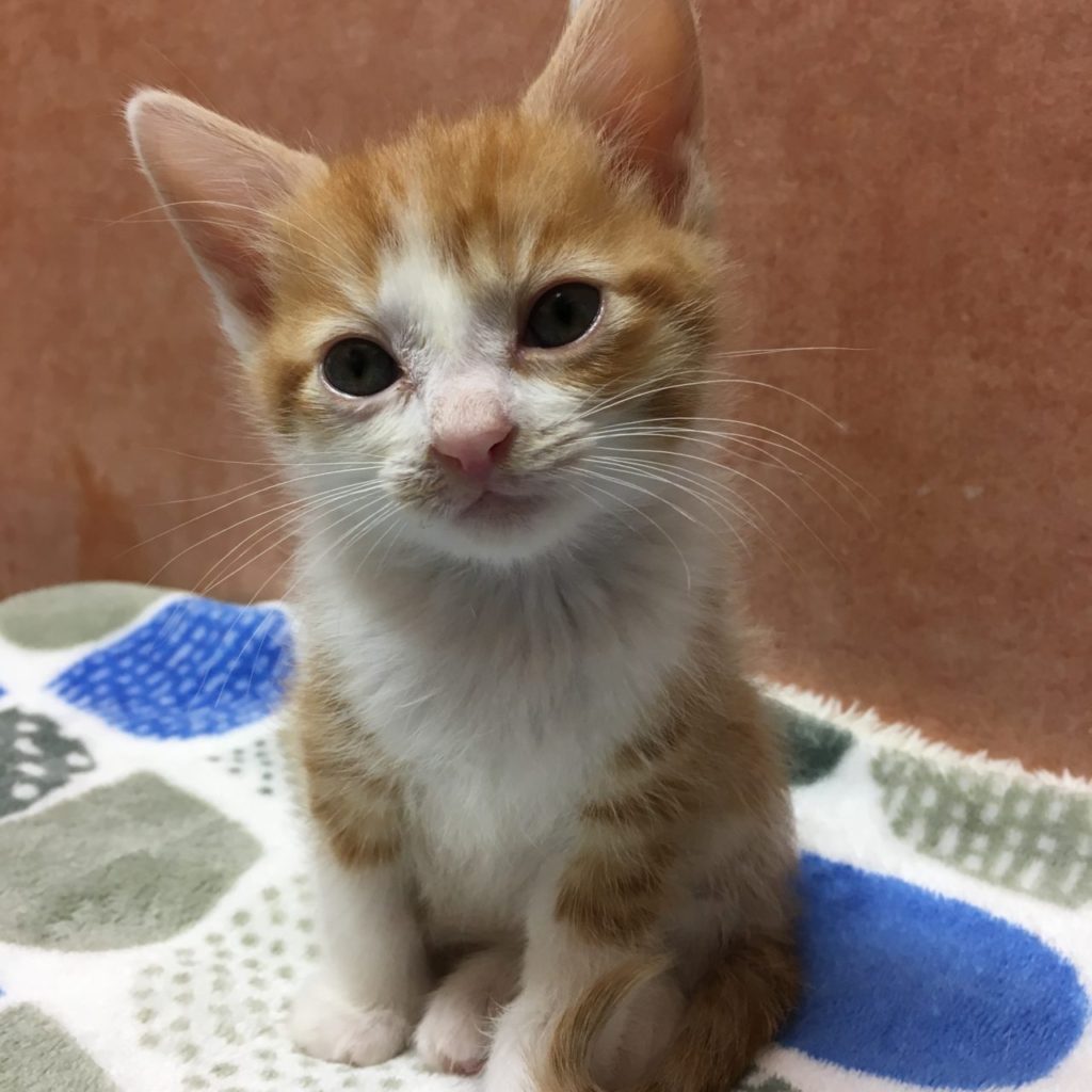 猫エイズとは？感染経路と寿命の真相｜陽性でも天寿を全うする共存術
