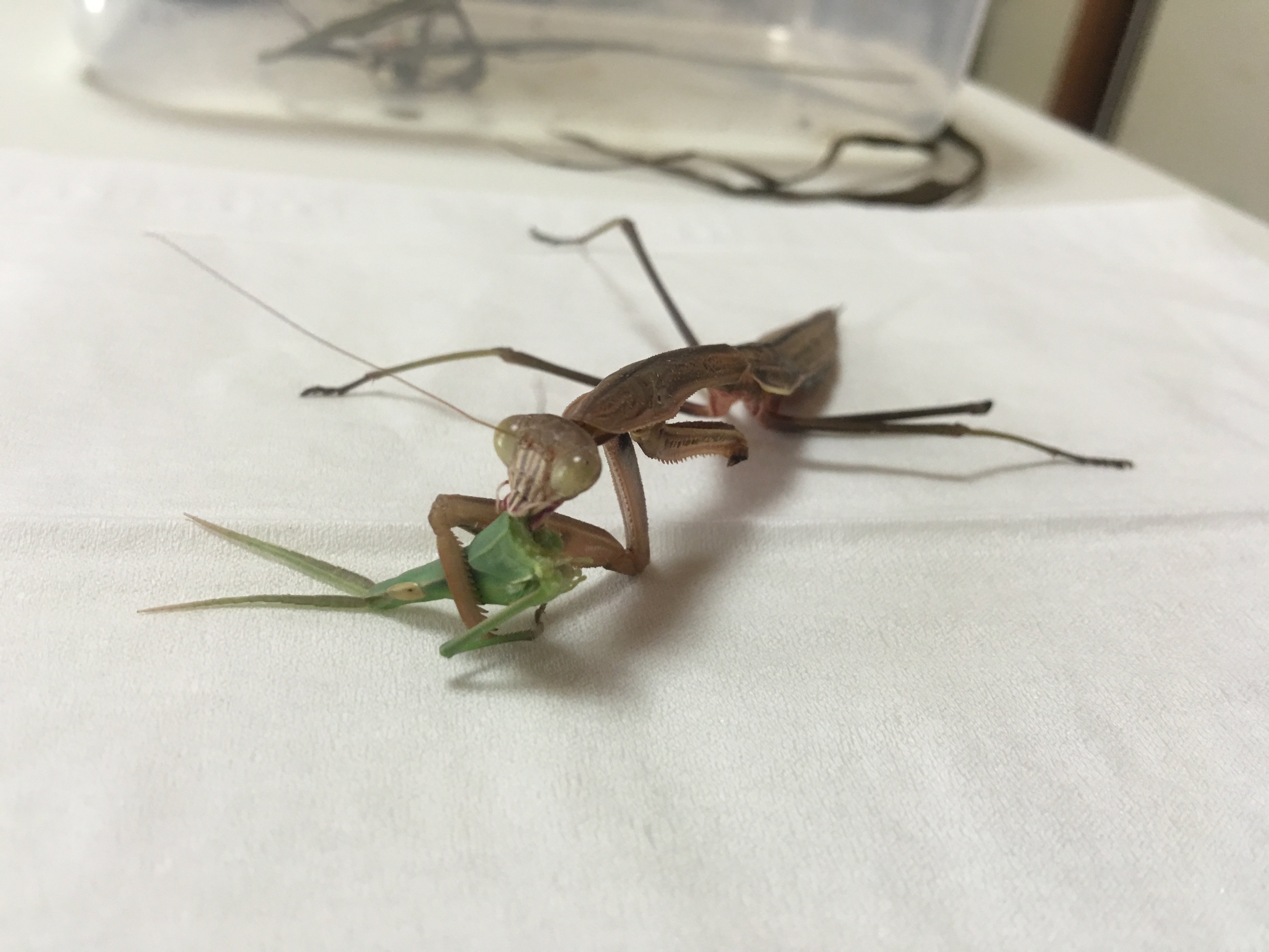 カマキリの脱皮失敗は助かる？原因と緊急対処法・介助給餌の全手順