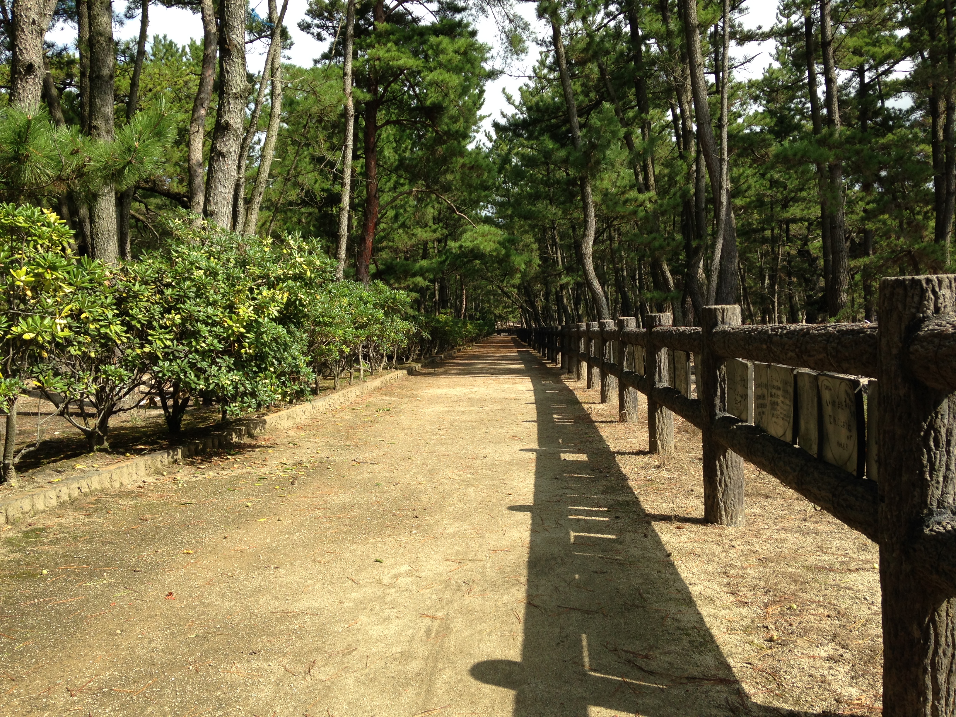 淡路島・慶野松原プロポーズ街道の魅力！夕日絶景と瓦ぬ愛の真相