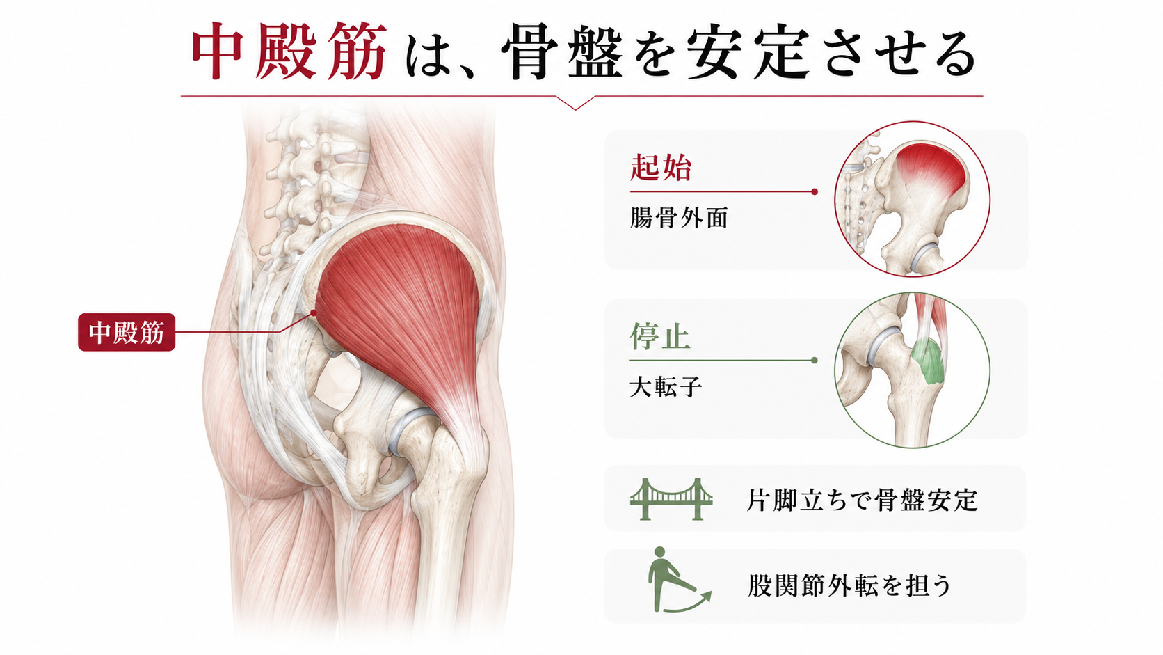 中殿筋の起始・停止と作用完全図解｜歩行を支える解剖学と臨床の極意