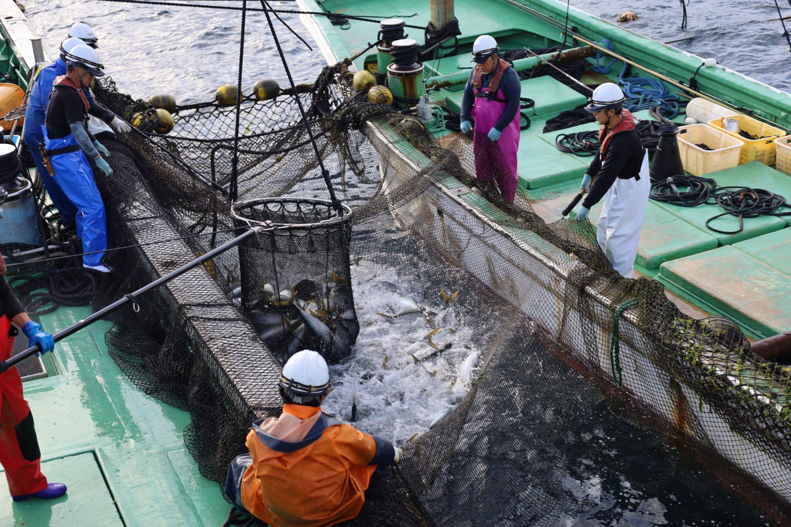 保田漁協直営ばんやの神髄！朝獲れ海鮮丼と行列を制す混雑回避術