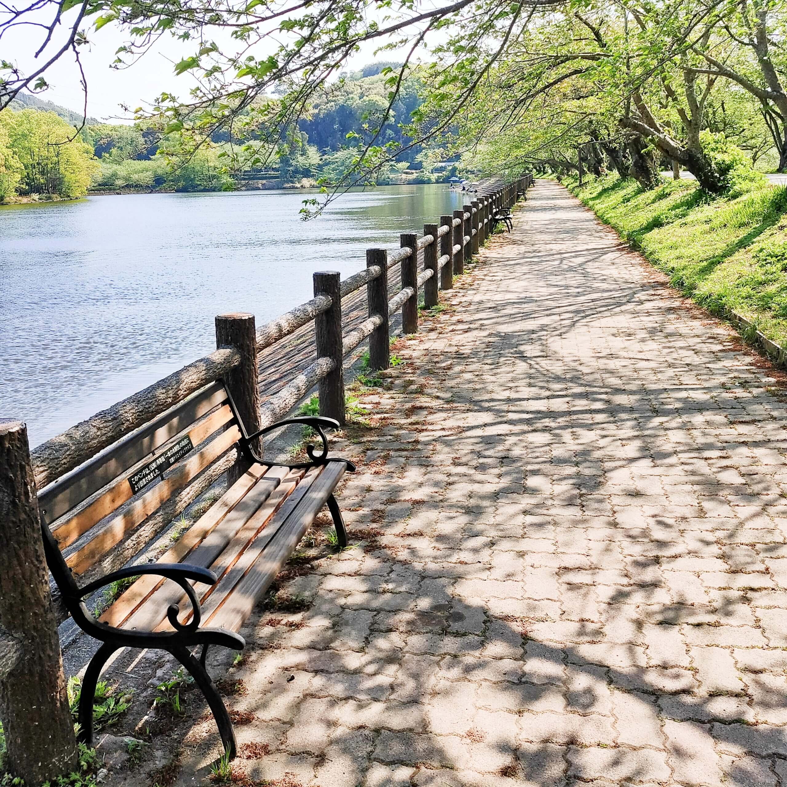 立岡自然公園2026｜桜の見頃と混雑回避・釣り＆利用規約完全ガイド