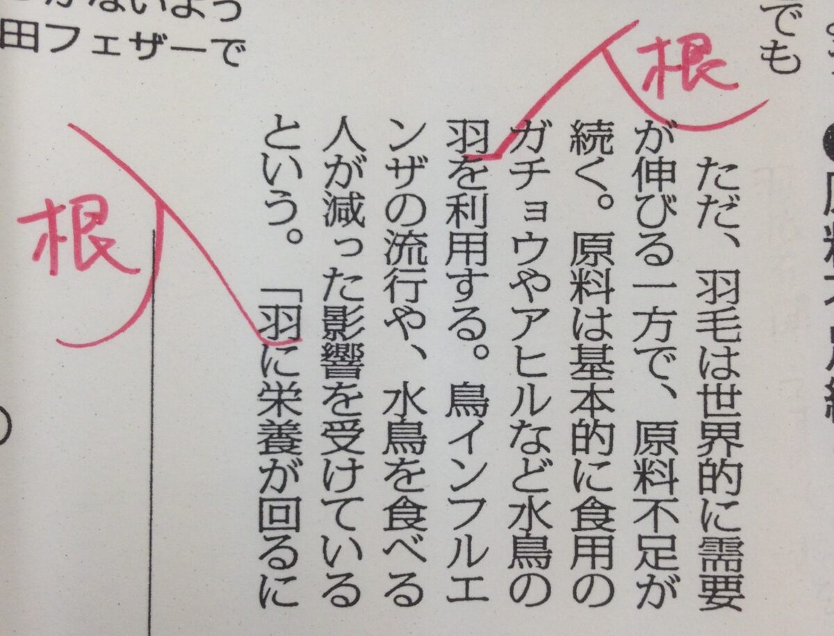 【徹底解説】「羽根」と「羽」の違いは？鳥の翼や扇風機の正しい使い分けルール