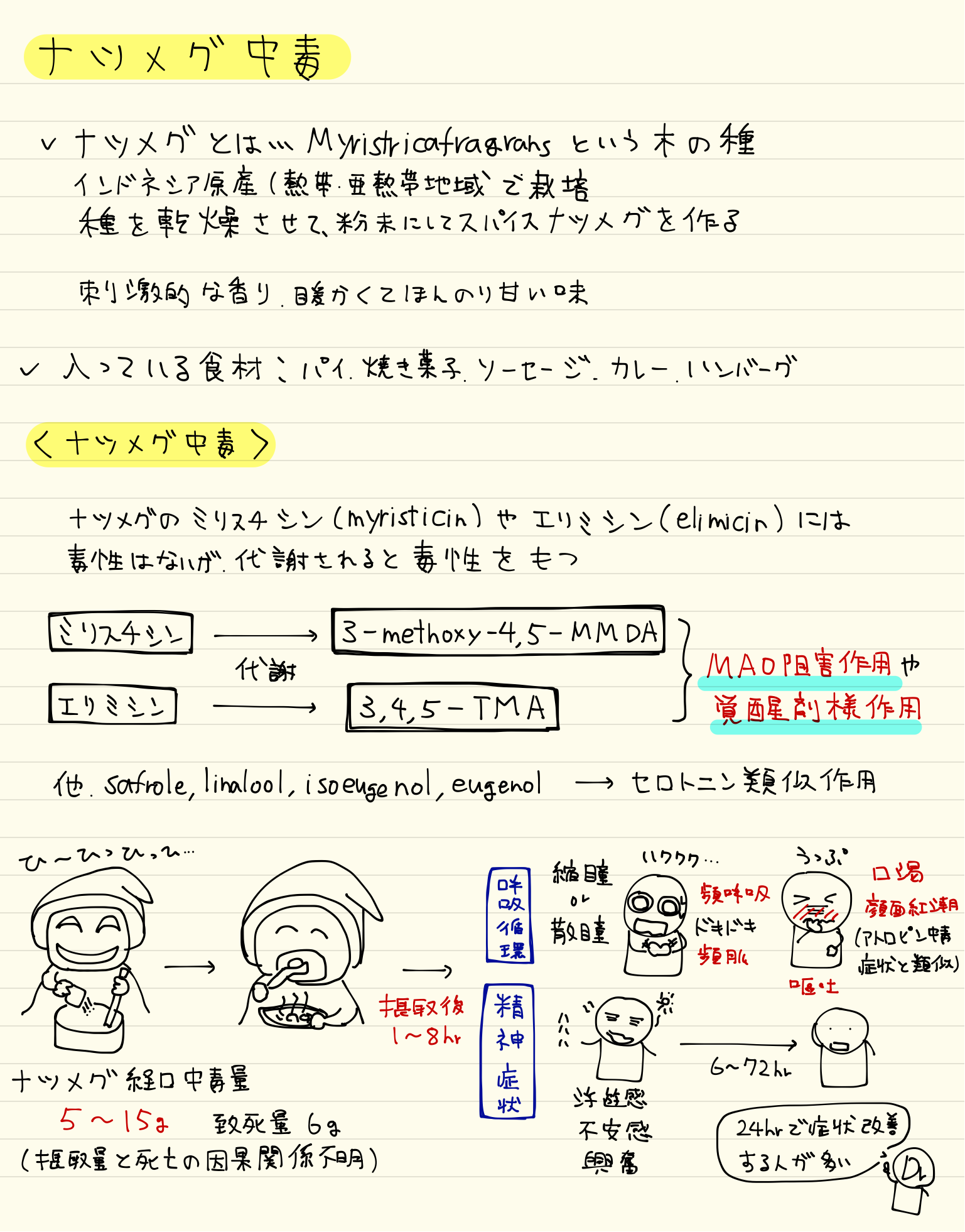 ハンバーグの調味料で幻覚？ナツメグ中毒の症状と危険ラインを徹底解説