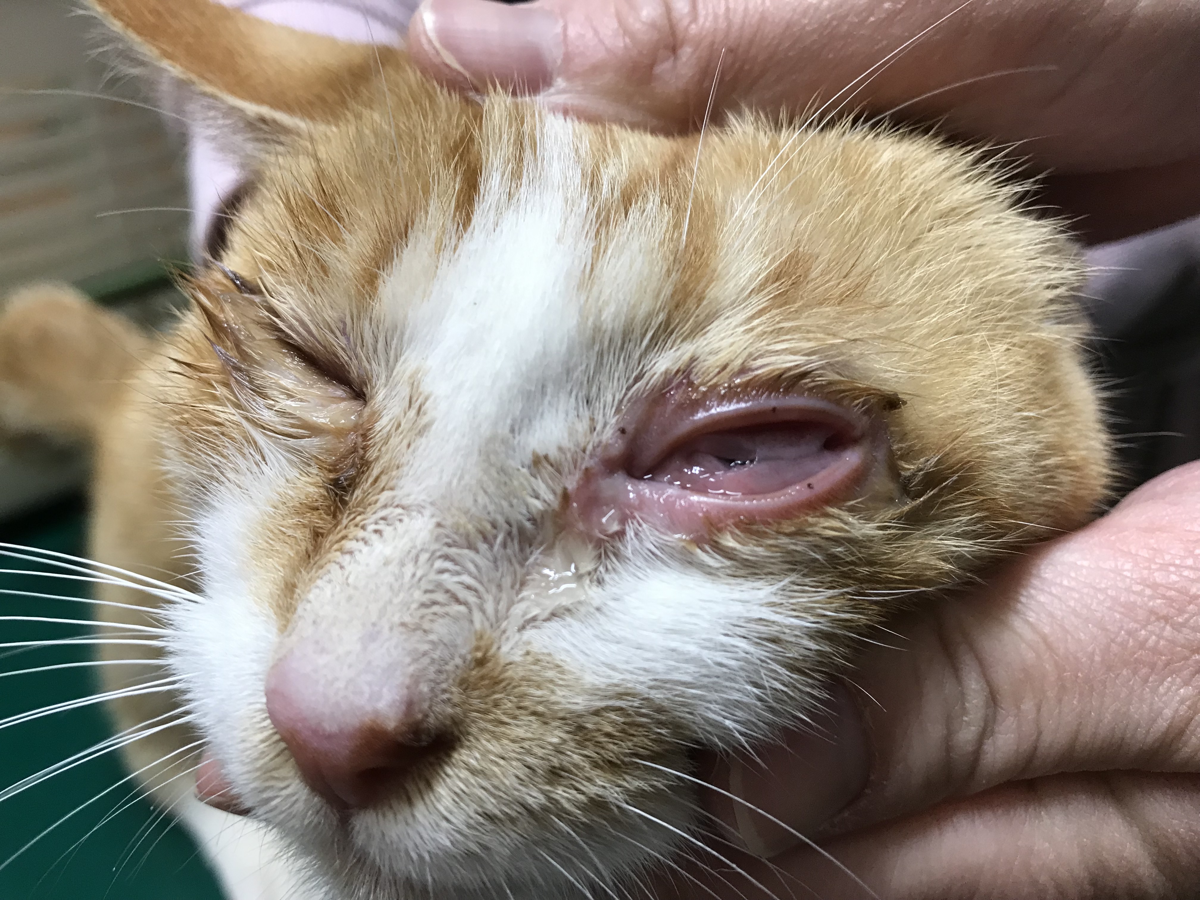 猫エイズ症状写真と初期サイン｜余命や感染の真相と最新ケア【2026】